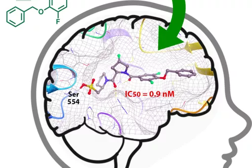 The graphic shows a new class of prolyl oligopeptidase (POP) inhibitor. The inhibitor is able to reach the brain and bind to the POP protein, In yellow/red, the reactive group of the inhibitor that bind to the catalytic site of the protein (S Guardiola) 