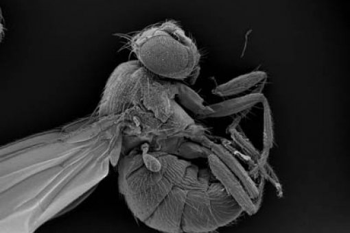 Drosophila melanogaster és un model molt vàlid per fer recerca en càncer