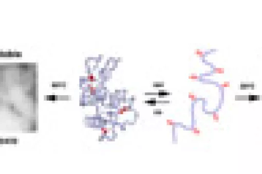 Proteins with disulphide bridges form more stable and less toxic fibers that those that do not have these bridges.