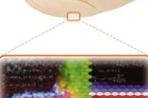 Study in silico and in vivo of the biological process that induces the generation of the Drosophila wing.