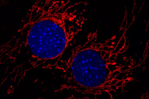 C​élulas con la red mitocondrial marcada en rojo. Imagen: David Sebastián, IRB Barcelona