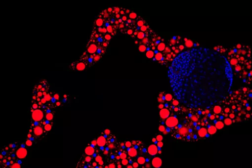 Image of the fat body tissue. In red, structures responsible for storing lipids (Lara Barrio, IRB Barcelona)