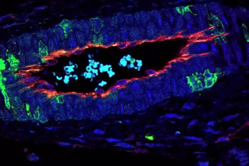 Estructura de un vaso sanguíneo. Raquel Batlle, IRB Barcelona.