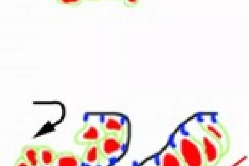 La figura ampliada mostra el pas d'una estructura plana a una de tridimensional. Les cèl·lules canvien de forma i de conducta per iniciar el procés de formació del tub traqueal de la mosca de la fruita