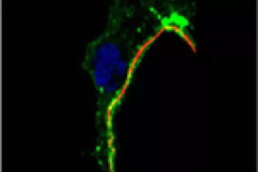 A tube-cell image. In red, the tube. in blue, the cell nuclei. in green, cell shape.  (electron microscopy). © IRB Barcelona. J. Casanova