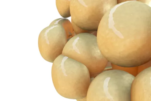 Ilustración en 3D de células grasas. Imagen: RTVE.