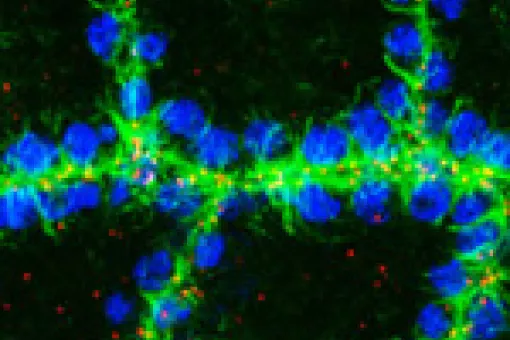 Photograph of embryonic Drosophila cells showing cell nuclei (in blue) and microtubules (in green). They are all organised from the apical zone of the cells, which delimit the microtubules. (©Jordi Casanova Lab)