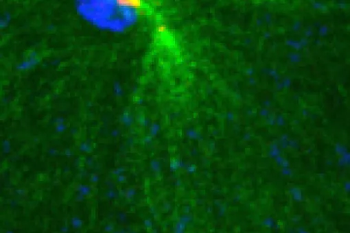 After entering the egg, the centrosome (red) associated with the paternal nucleus (upper blue circle) organizes a microtubule network (green) that facilitates its fusion with the maternal nucleus (lower blue circle). Asterless is one of the proteins requi