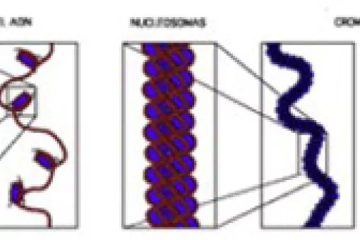 Click on image to enlarge. Image by Richard Wheeler (Zephyris, 2005). Reproduced with permission