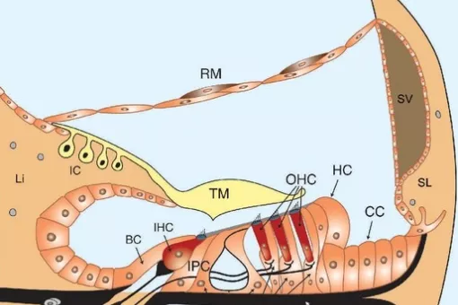 En la sordera asociada a la edad están implicados múltiples genes y factores ambientales. Imagen: CIBERER