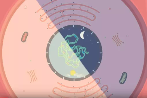 En Agosto, científicos del IRB Barcelona publicaron dos estudios centrados en ritmo circadiano, envejecimiento y dieta en la revista Cell