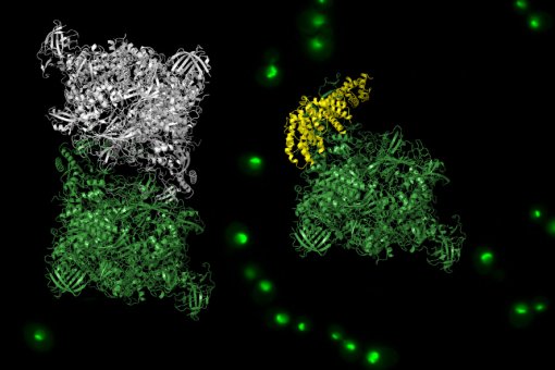 Esquerra, estructura atòmica de l'ARN polimerasa I en forma inactiva -homodímer-; dreta estructura atòmica de l'ARN polimerasa I en forma activa -heterodímer amb Rrn3-. (Carlos Fernández-Tornero CIB/CSIC i Oriol Gallego, IRB Barcelona)