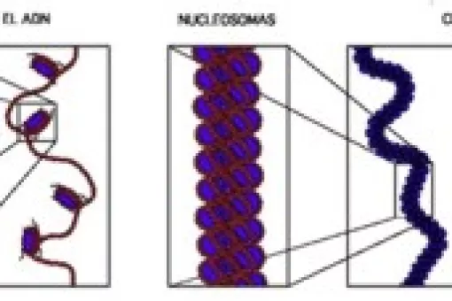 Clica en la imagen. Richard Wheeler (Zaphyris, 2005). Reproducida con permiso