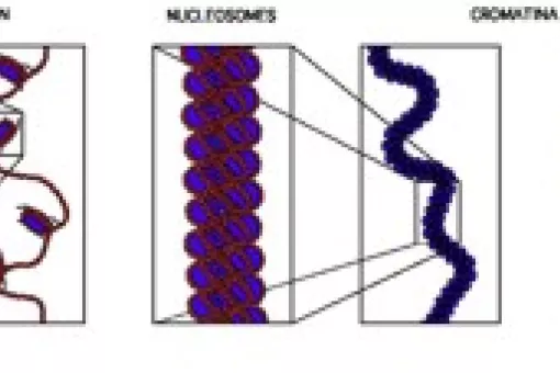 Clica sobre la imatge. Richard Wheeler (Zephyris, 2005). Reproduïda amb permás