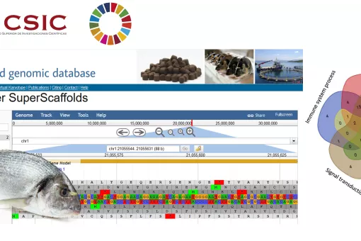 La secuenciación masiva y de ensamblaje ha permitido obtener la versión más completa hasta la fecha de la secuencia del genoma de la dorada