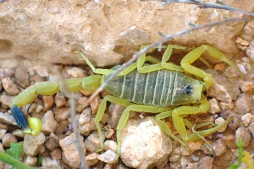 Giant Yellow Israeli scorpion. Image: Ester Inbar