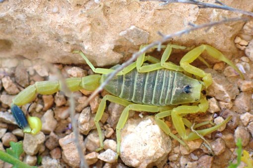 Giant Yellow Israeli scorpion. Image: Ester Inbar