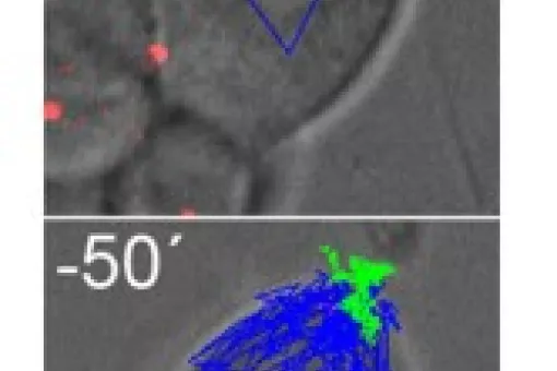 Visualization in vivo of centrosomes (red) in a Drosophila stem cell, from the beginning of the cell cycle to seconds before division occurs. The trajectory of the apical and basal centrosomes are shown in green and blue. the apical is in a fixed position