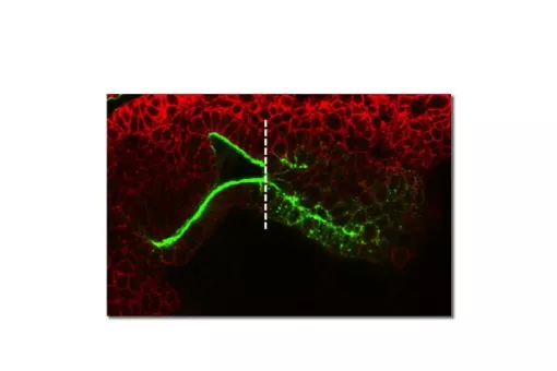 The cells to the right of the line, which have lost adhesion and are more rounded, will form the Drosophila intestines.