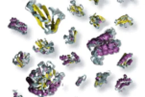 The movement of proteins is basic to understand its function