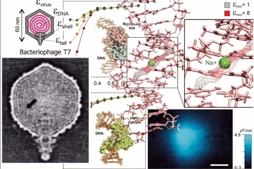 Researchers have experimentally and theoretically determined for the first time an important property of DNA that has remained unknown until now - its dielectric constant. This opens the way to a realistic computational description of DNA...