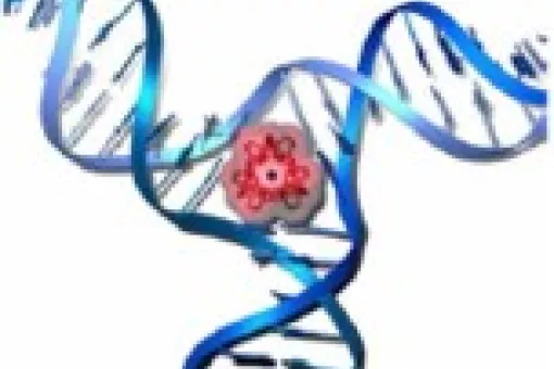The drug locates into the centre of the DNA structure