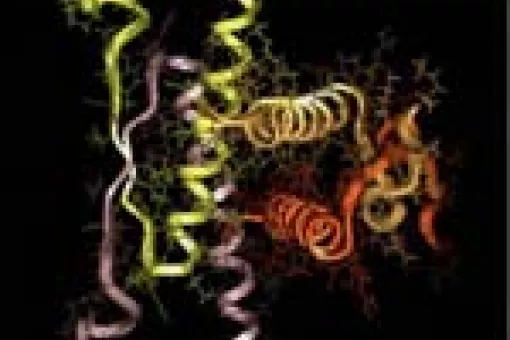 Image shows the structure of p53 tetramerization domain, where the complex fits to stabilize the protein.