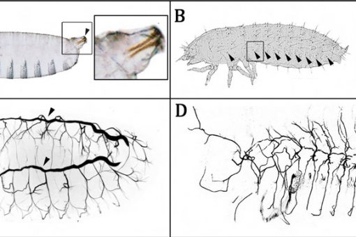Organisation of the tracheal systems in Drosophila (A) and Tribolium (B)