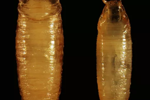 bantam mutant animals (right) show reduced body size as a result of abnormally high steroid hormone levels. © M. Milán lab, IRB Barcelona. Author: Laura Boulan