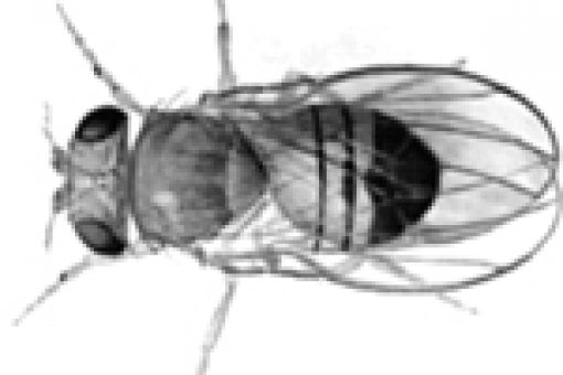 Drosophila melanogaster es una herramienta con gran potencial para la investigación de enfermedades humanas