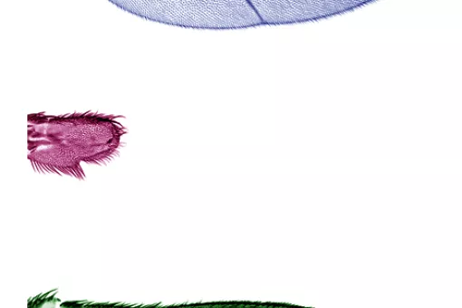 En la parte superior e inferior de la imagen, se aprecia cómo el gradiente del morfógeno Dpp tiene un impacto en la organización de la estructura del ala de Drosophila melanogaster. En el centro, sin el morfógeno Dpp el ala no crece. Imagen: Lara Barrio.