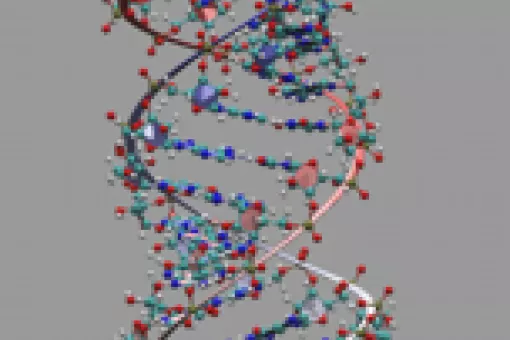 Double-stranded RNA molecules trigger the sequence specific gene silencing response known as RNA interference.<br> Graphic provided by M. Orozco group (IRB Barcelona)
