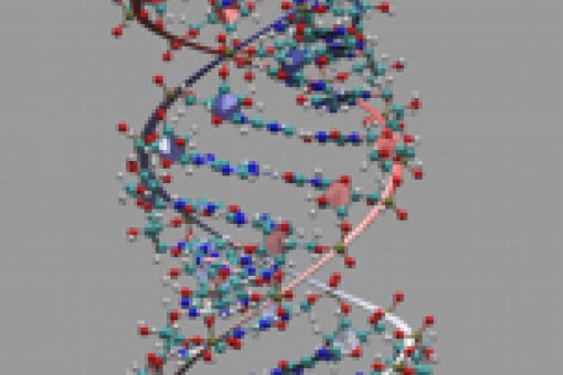 Las moléculas de ARN de doble hebra desencadenan el proceso de silenciación genética conocido como ARN de interferencia.<br>