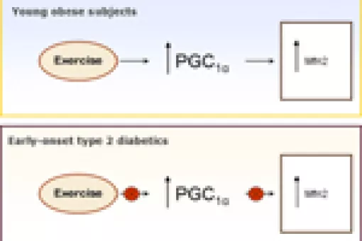 Graphic about the different responses of mitochondrial gens of young obese subjects with or without diabetes during physical exercise