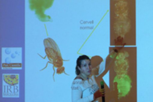 La investigadora del IRB Barcelona, Eli Castellanos, explica las técnicas que usan los científicos para estudiar el cáncer en moscas de la fruta. (Pepe Encinas, copyright Fundació Caixa Catalunya) <br />