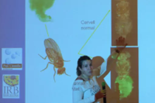 IRB Barcelona researcher, Eli Castellanos, in the last Edition of "Fes Recerca!"