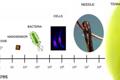 This image tries to offer an idea of the size of the DNA nanosensor compared to other objects (author: CSIC)