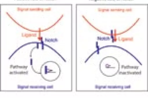 A graphic showing the opposite functions of Notch receptor.