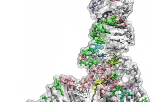 Representación 3D de un ARN de transferencia (tRNA). Estas moléculas son centrales en la traducción de genes a proteínas. En ellas está la razón por la que el código genético no puedo crecer más allá de 20 aminoácidos (Autor: Pablo Dans, IRB Barcelona)