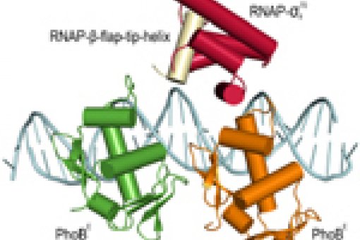 3D representation of the protein complex necessary for the activation of pho regulon genes in E. coli. The RNA polymerase protein (RNAP) binds to the transcriptional activator PhoB.