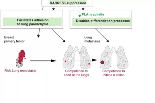 Graphic explaining the consequences of the loss of function of RARRES3 for breast cancer lung metastasis (Author: Gomis Lab, IRB)