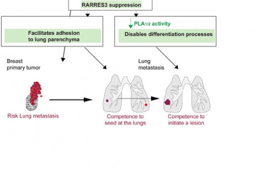 Graphic explaining the consequences of the loss of function of RARRES3 for breast cancer lung metastasis (Author: Gomis Lab, IRB)