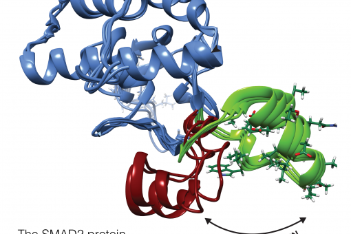 The SMAD2 protein can have two orientations. Green indicates the open configuration that allows DNA binding and red the closed configuration, which is incompatible with such binding. Maria J. Macias, IRB Barcelona.