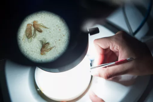 La mosca del vinagre (Drosophila melanogaster), un animal modelo para estudiar enfermedades humanas. 