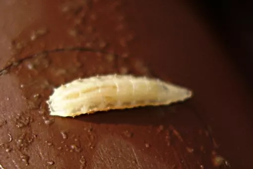 Fruit fly larva are used to study stem cells key features (Image: wikipedia)