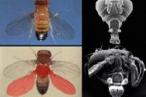 Drosophila Melanogaster - IRB Barcelona