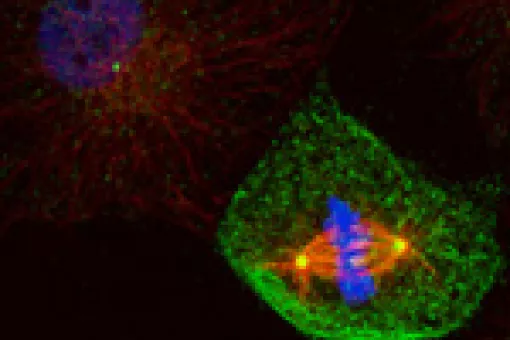 This image depicts four cells (DNA in blue and a centrosomal protein in red). The cell on the left is in mitosis. Observe how the DNA condenses in the chromosomes and the two centrosomes separate and accumulate proteins (maturation).