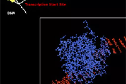Detail of a transcription factor bound to DNA.