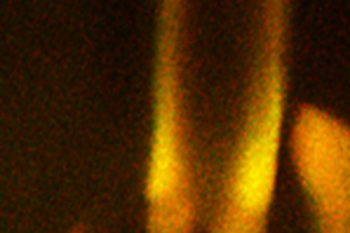 La cerra és un òrgan mecano sensorial que alberga el cili projectat per una neurona. Dues estructures, els centríols, una a la base del cili, i l’altre a la zona de transició, marcades en verd i vermell, respectivament (Gonzalez Lab)