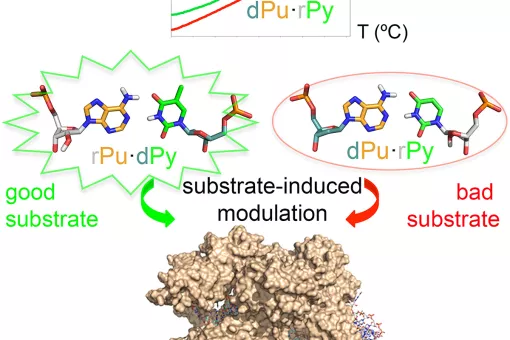 La asimetría de híbridos de ADN y ARN puede ser usada para mejorar la eficiencia de tecnologías de edición génica como CRISPR-Cas9 (M Terrazas, IRB Barcelona)